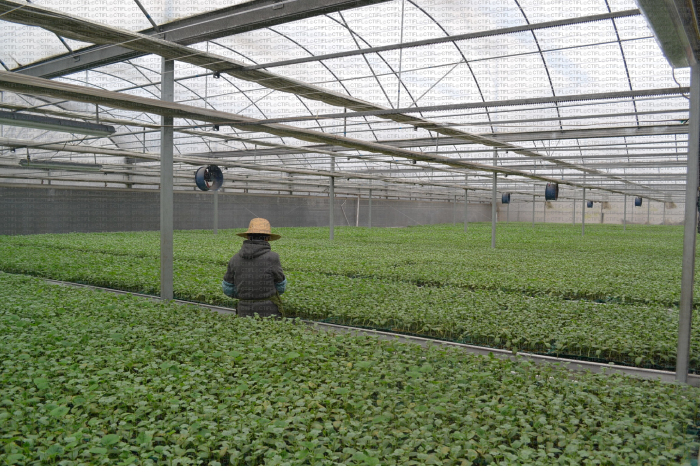 Pépinière plants greffés, Chine